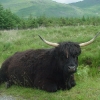 Isle of Mull, Highlands cow