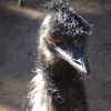 Blacktown, Featherdale Wildlife Park, emu