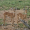 Tsavo East Park Safari, impala